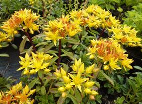 Rozchodník květonosný 'Weihenstephaner Gold' - Sedum floriferum 'Weihenstephaner Gold'
