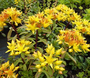 Rozchodník 'Weihenstephaner Gold' - Sedum floriferum 'Weihenstephaner Gold'