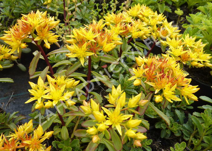 Rozchodník 'Weihenstephaner Gold' - Sedum floriferum 'Weihenstephaner Gold'