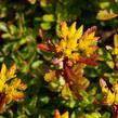 Rozchodník květonosný 'Weihenstephaner Gold' - Sedum floriferum 'Weihenstephaner Gold'