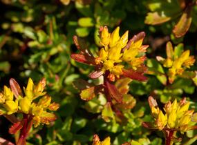 Rozchodník květonosný 'Weihenstephaner Gold' - Sedum floriferum 'Weihenstephaner Gold'