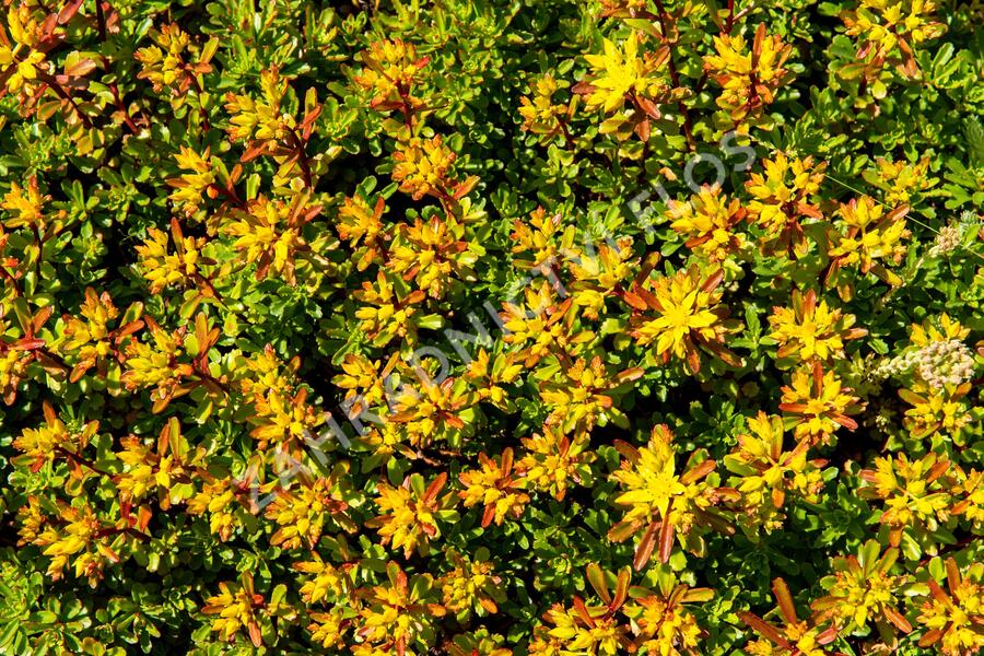 Rozchodník květonosný 'Weihenstephaner Gold' - Sedum floriferum 'Weihenstephaner Gold'