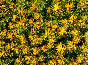 Rozchodník květonosný 'Weihenstephaner Gold' - Sedum floriferum 'Weihenstephaner Gold'