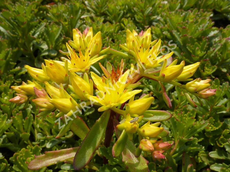 Rozchodník květonosný 'Weihenstephaner Gold' - Sedum floriferum 'Weihenstephaner Gold'