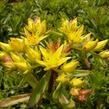 Rozchodník 'Weihenstephaner Gold' - Sedum floriferum 'Weihenstephaner Gold'