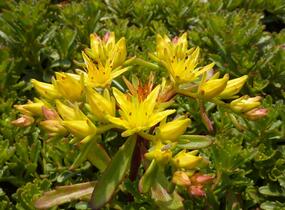 Rozchodník květonosný 'Weihenstephaner Gold' - Sedum floriferum 'Weihenstephaner Gold'
