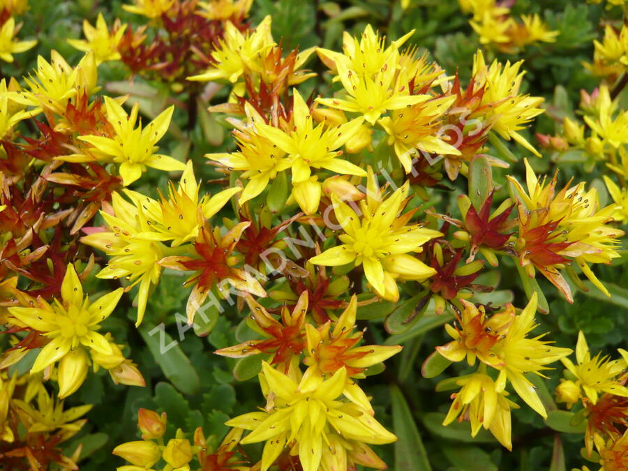 Rozchodník květonosný 'Weihenstephaner Gold' - Sedum floriferum 'Weihenstephaner Gold'