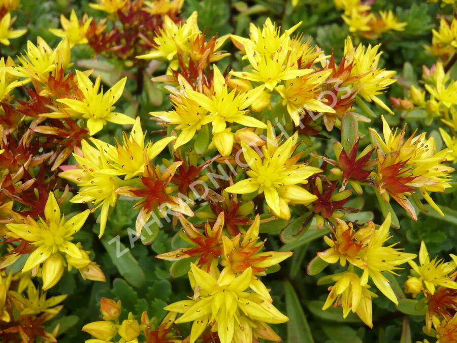 Rozchodník 'Weihenstephaner Gold' - Sedum floriferum 'Weihenstephaner Gold'