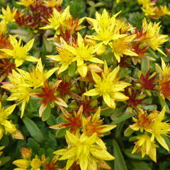 Rozchodník 'Weihenstephaner Gold' - Sedum floriferum 'Weihenstephaner Gold'