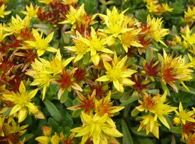 Rozchodník květonosný 'Weihenstephaner Gold' - Sedum floriferum 'Weihenstephaner Gold'