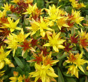 Rozchodník 'Weihenstephaner Gold' - Sedum floriferum 'Weihenstephaner Gold'