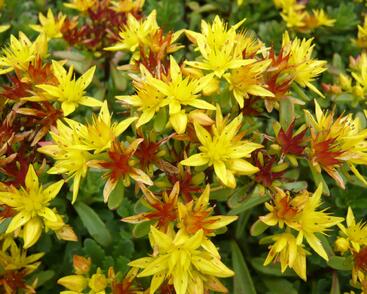 Rozchodník květonosný 'Weihenstephaner Gold'