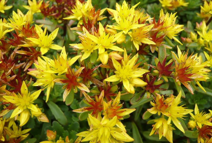 Rozchodník květonosný 'Weihenstephaner Gold' - Sedum floriferum 'Weihenstephaner Gold'