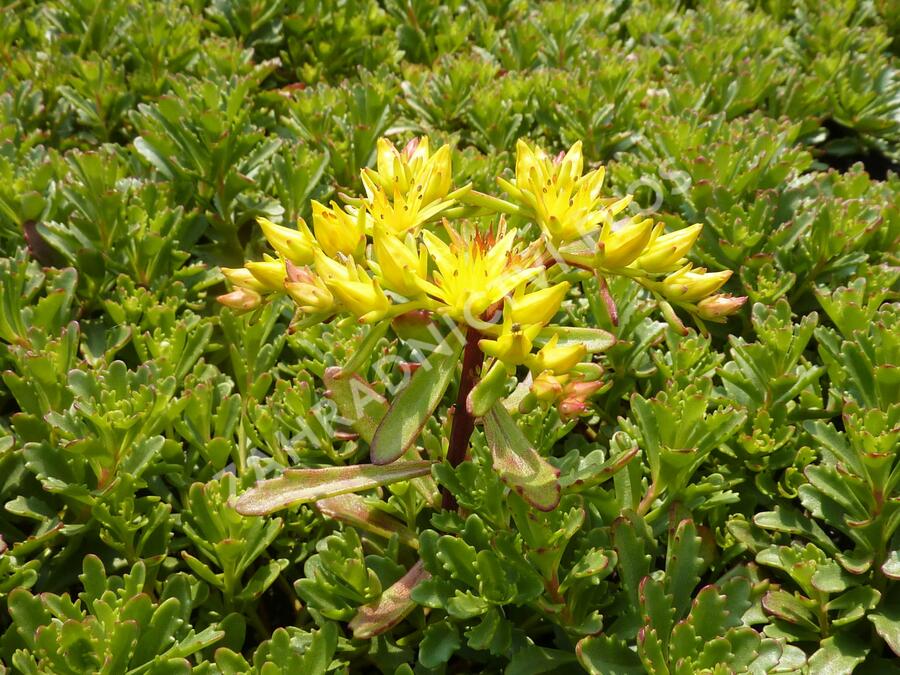 Rozchodník květonosný 'Weihenstephaner Gold' - Sedum floriferum 'Weihenstephaner Gold'