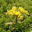 Rozchodník 'Weihenstephaner Gold' - Sedum floriferum 'Weihenstephaner Gold'