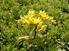 Rozchodník květonosný 'Weihenstephaner Gold' - Sedum floriferum 'Weihenstephaner Gold'