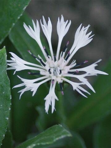 Chrpa horská 'Alba' - Centaurea montana 'Alba'