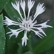 Chrpa horská 'Alba' - Centaurea montana 'Alba'