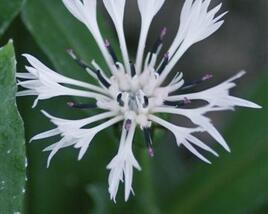 Chrpa horská 'Alba'