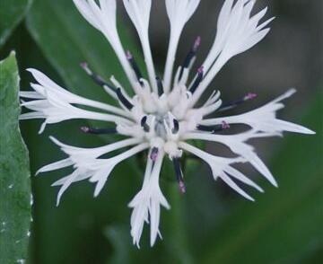 Chrpa horská 'Alba'