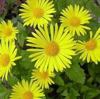 Kamzičník východní 'Magnificum' - Doronicum orientale 'Magnificum'