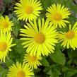 Kamzičník východní 'Magnificum' - Doronicum orientale 'Magnificum'