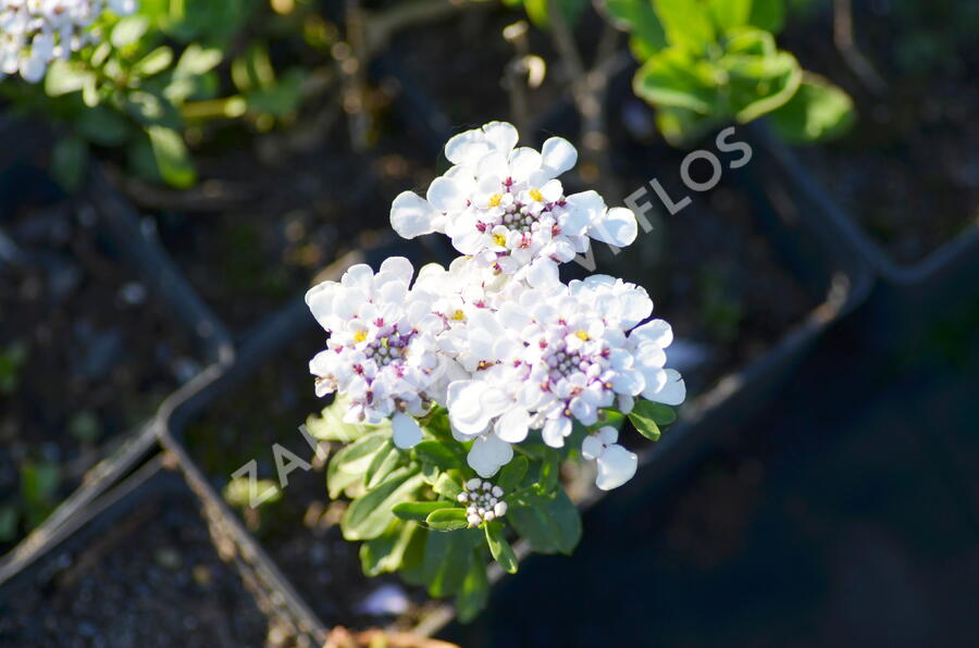 Iberka vždyzelená 'Yukon' - Iberis sempervirens 'Yukon'