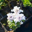 Iberka 'Yukon' - Iberis sempervirens 'Yukon'