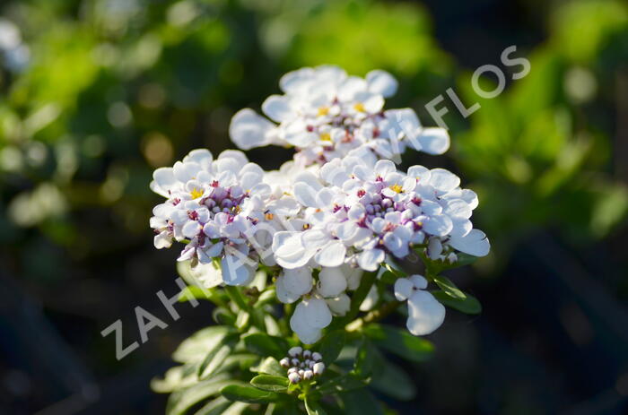 Iberka vždyzelená 'Yukon' - Iberis sempervirens 'Yukon'