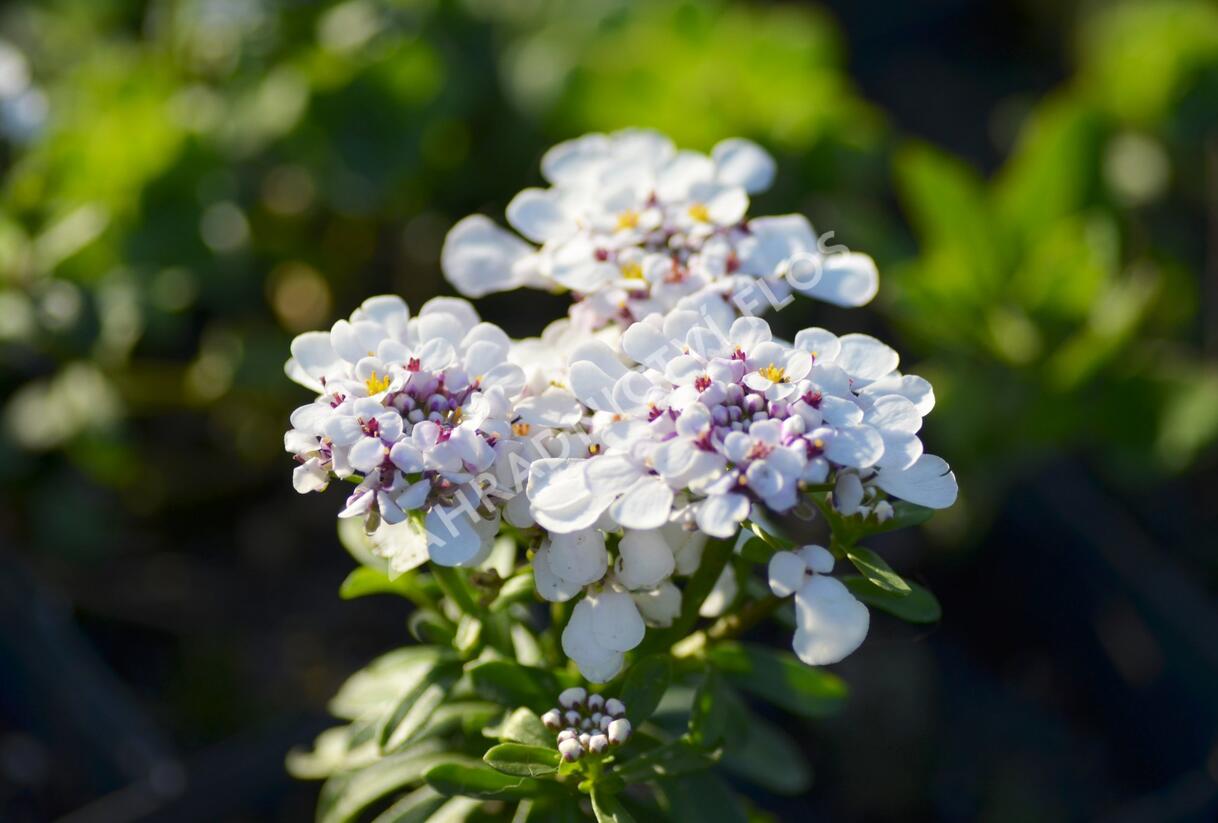 Iberka vždyzelená 'Yukon' - Iberis sempervirens 'Yukon'