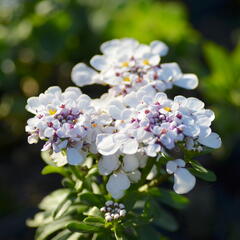 Iberka vždyzelená 'Yukon' - Iberis sempervirens 'Yukon'