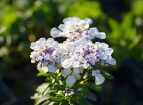Iberka vždyzelená 'Yukon' - Iberis sempervirens 'Yukon'