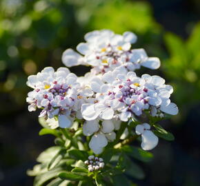 Iberka vždyzelená 'Yukon' - Iberis sempervirens 'Yukon'