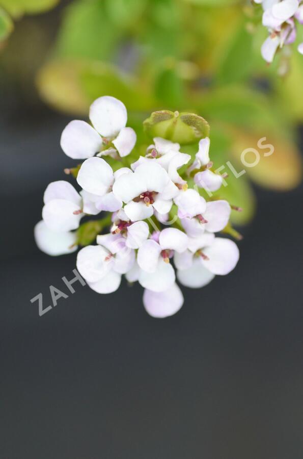 Iberka vždyzelená 'Yukon' - Iberis sempervirens 'Yukon'