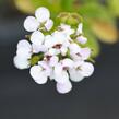 Iberka vždyzelená 'Yukon' - Iberis sempervirens 'Yukon'