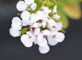 Iberka vždyzelená 'Yukon' - Iberis sempervirens 'Yukon'