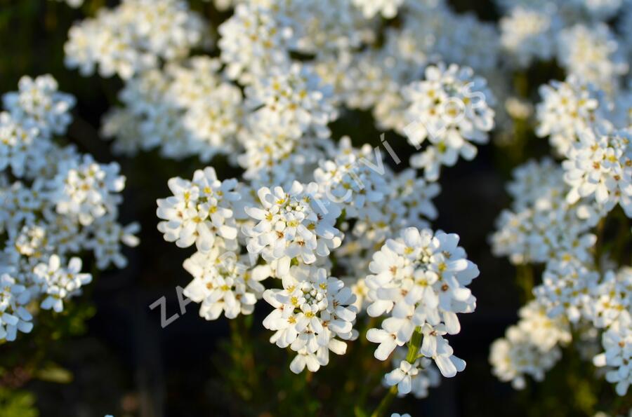 Iberka 'Fischbeck' - Iberis sempervirens 'Fischbeck'