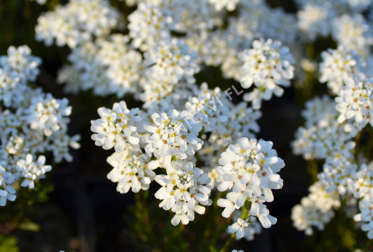 Iberka vždyzelená 'Fischbeck' - Iberis sempervirens 'Fischbeck'