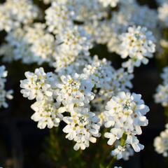 Iberka 'Fischbeck' - Iberis sempervirens 'Fischbeck'