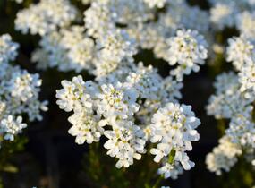 Iberka vždyzelená 'Fischbeck' - Iberis sempervirens 'Fischbeck'