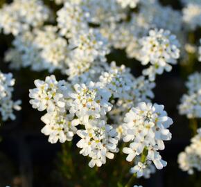 Iberka vždyzelená 'Fischbeck' - Iberis sempervirens 'Fischbeck'