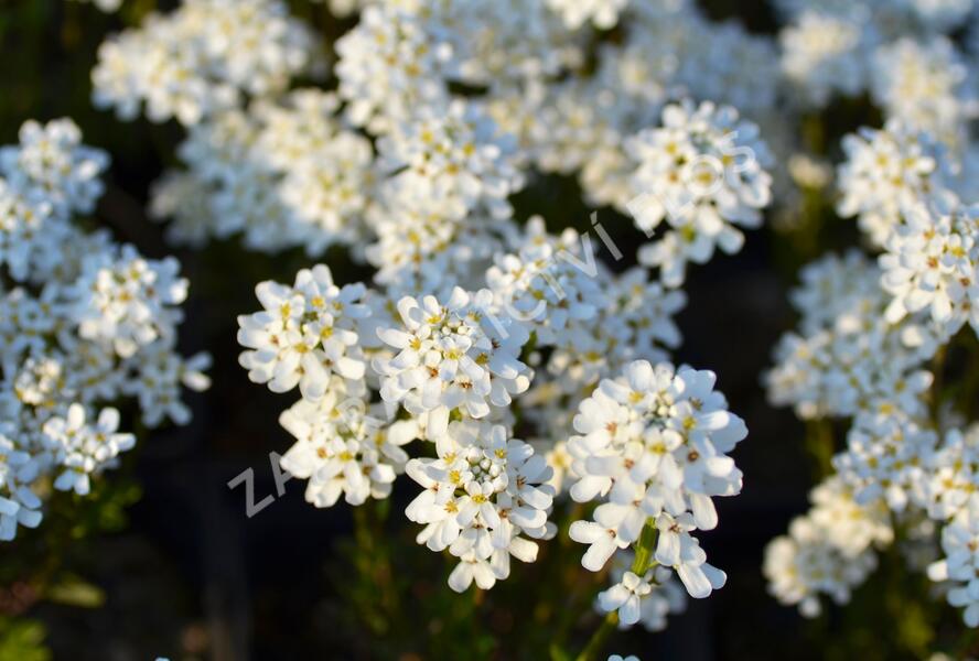 Iberka vždyzelená 'Fischbeck' - Iberis sempervirens 'Fischbeck'