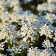 Iberka vždyzelená 'Fischbeck' - Iberis sempervirens 'Fischbeck'