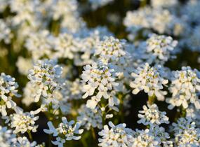 Iberka vždyzelená 'Fischbeck' - Iberis sempervirens 'Fischbeck'