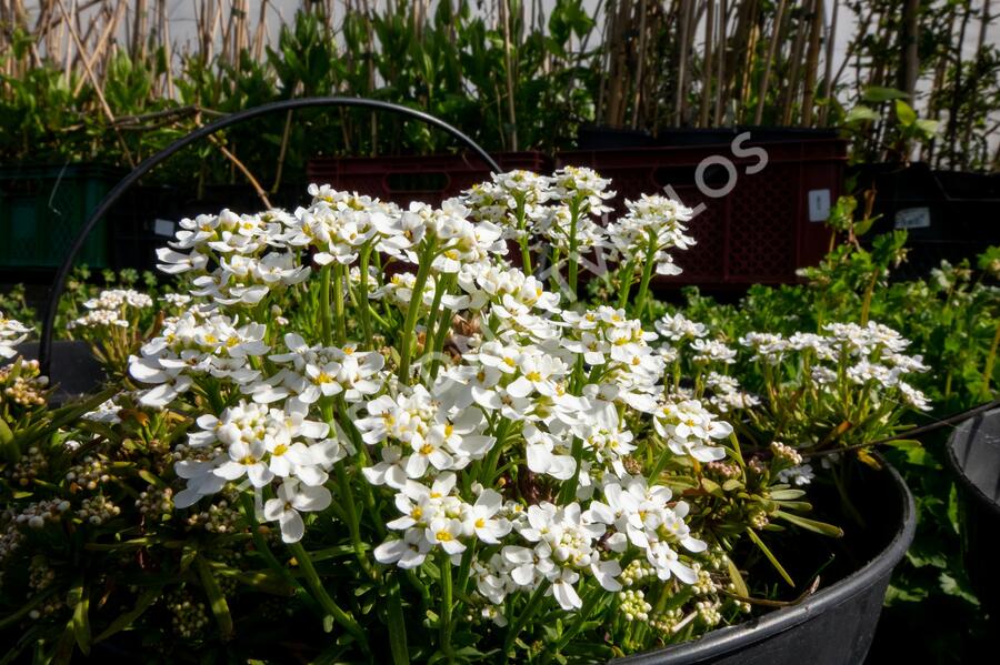 Iberka vždyzelená 'Fischbeck' - Iberis sempervirens 'Fischbeck'