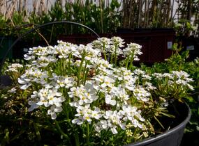 Iberka vždyzelená 'Fischbeck' - Iberis sempervirens 'Fischbeck'