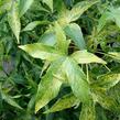 Ambroň západní 'Aurea' - Liquidambar styraciflua 'Aurea'