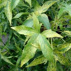 Ambroň západní 'Aurea' - Liquidambar styraciflua 'Aurea'