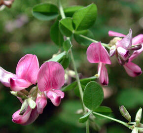 Lespedézie dvoubarevná