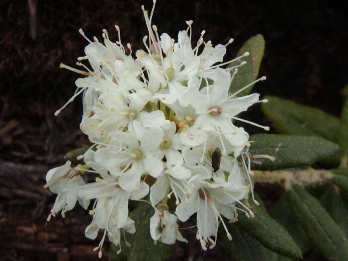 Rojovník grónský - Ledum groenlandicum